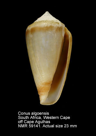 Conus algoensis.jpg - Conus algoensis G.B.Sowerby,1834